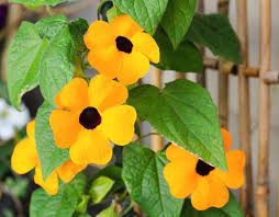 Climbing Plants For Walls And Fences