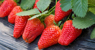 tips for growing strawberry effectively