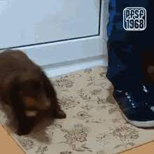 dog wiping feet doormat gif dog