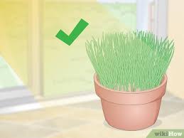Displaying 1 to 16 (of 16 products) result pages: 3 Ways To Make A Grass Pot For Cats Wikihow