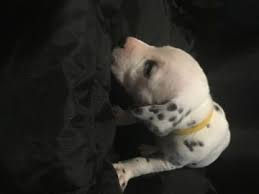 Dalmatian puppies for sale cute puppies poodle puppies puppies tips spaniel puppies pomeranian puppy cute baby animals funny animals animals dog. Litter Of 7 Dalmatian Puppies For Sale In Austin Tx Adn 69034 On Puppyfinder Com Gender Female Dalmatian Puppies For Sale Dalmatian Puppy Puppies For Sale