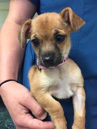 But she also loves to play with her brother and she can having an adopter that is home most of the time would be good too while she's a puppy. Humane Society Of Manatee County Become A Foster Humane Society Of Manatee County