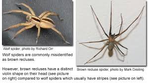 Maybe you would like to learn more about one of these? Common Spiders Of Maryland Maryland S Wild Acres