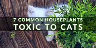 7 Common Houseplants Toxic To Cats