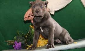 Deposit £500 ( not refundable) they will leave: Cane Corso For Sale Pennsylvania Page 3