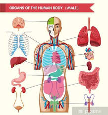 Chart Showing Organs Of Human Body Wall Mural Vinyl