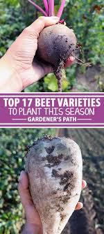 The Best Beet Varieties To Plant This Season Gardeners Path