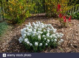 Candytuft (Iberis ciliata) in bloom and Photinia 'Red Robin' in a ...