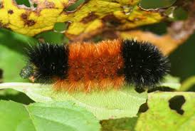 Learn about the woolly bear caterpillar and how they are used to forecast winter weather. Furry Caterpillars An Identification Guide Owlcation Education