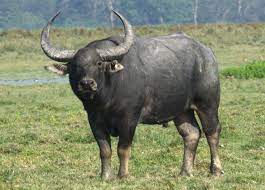 Азиатский буйвол — Википедия