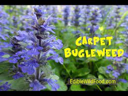 carpet bugleweed a common mint you
