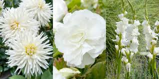 All white rose bushes can be shipped to you at home. 10 Great Plants For A White Summer Garden Farmer Gracy S Blog