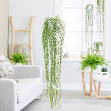 20 best indoor hanging plants for the home