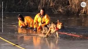 (green bay, wi ) pic hide this posting. German Shepherd Puppy Rescued From Icy Pond
