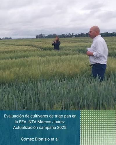 trigo ‼️¡NUEVO INFORME INTA! ✓Evaluación de cultivares de trigo pan en la EEA INTA Marcos Juárez. Actualización 2025. ✓Link de acceso al trabajo: https://repositorio.inta.gob.ar/.../20.500.12123/ O LINK EN BIO @intamarcosjuarez @aer_intariocuarto ...