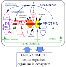 Dna Rna Protein 2