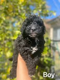 poodle cross puppy dog dogs
