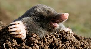 repel moles and voles without chemicals