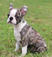 The breed was recognized by the akc in 1893. Blue Red Boston Terrier Puppies Pets Lovers