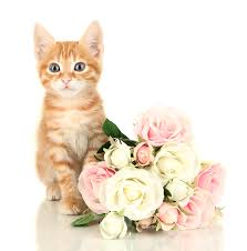 Cut flowers dangerous to cats. Learn About Flowers Toxic To Cats Pollen Nation