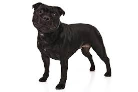 The staffordshire terrier's name was changed in 1972 to the american staffordshire terrier, to distinguish them from the english staffordshire bull terrier, another bull and terrier breed that was developed in the u.k. Staffordshire Bull Terrier Dog Breed Information