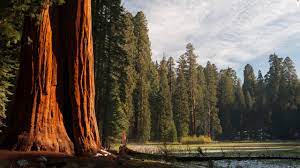 the best cins in sequoia