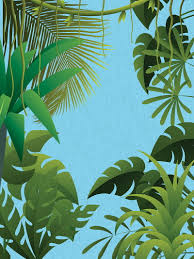 hd tropic rainforest wallpapers peakpx