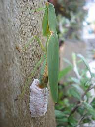 attract praying mantises to your garden
