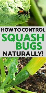 squash bugs in your garden