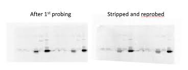 western blot stripping reprobing