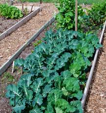 Vegetable Crop Soil Ph Tolerances Harvest To Table
