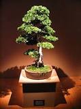 bonsai-ağacı-özelliği-nedir