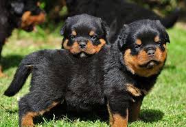 rottweiler puppies in india at