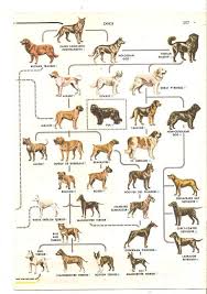 Dog Breed Timeline Goldenacresdogs Com