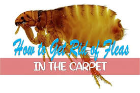 how to get rid of fleas in the carpet