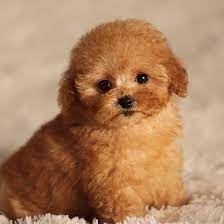 Miniature poodle puppies for sale. 1 Poodle Puppies For Sale By Uptown Puppies