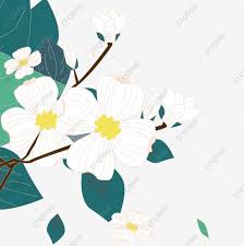 Png Clipart White Flowers Pear Flower Leaf Green Leaves