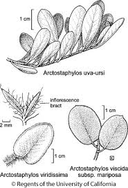 Arctostaphylos uva-ursi