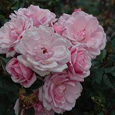 flower carpet appleblossom rose rosa