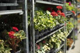 flowers in pots plants in garden pots