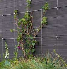 Diy Green Wall Cable Trellis Kit Cable