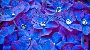 Blue and purple flowers images. Blue And Purple Flowers Wallpapers Top Free Blue And Purple Flowers Backgrounds Wallpaperaccess
