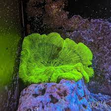 neon green carpet anemone