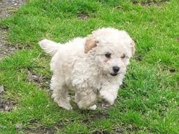 outstanding toy poodle puppies