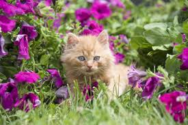 Maybe you would like to learn more about one of these? How To Create Dog And Cat Friendly Gardens Animal Trust