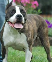 This courageous and dedicated dog is a dream to own so browse our breeders to find one of your own. American Staffordshire Terrier Breeders