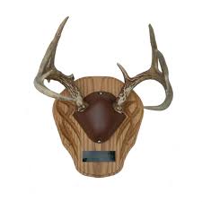 This article will discuss the benefits of using replica skulls for euro mounts and the products available to those wanting to mount antlers on replica skulls. Antler Trophy Mounting Kit 190039 Taxidermy At Sportsman S Guide