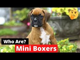 mini boxers everything you wanted to