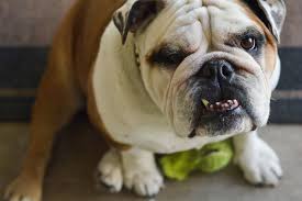 There are a number of things that can cause your bulldog (or any dog really) to over shed his fur. All About English Bulldogs