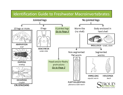 Macroinvertebrate Identification Key